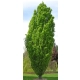 DĄB FASTIGIATA kolumnowy szczepiony - sadzonki 50 / 80 cm